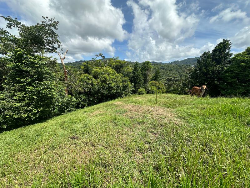 Bo Mamey 1 Carr 835 Parcela K Guaynabo 00971 PR